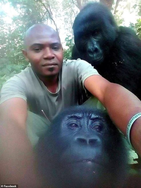 gorilla2-Virunga_National_Park_in_the_Democratic_Republic_of_Congo